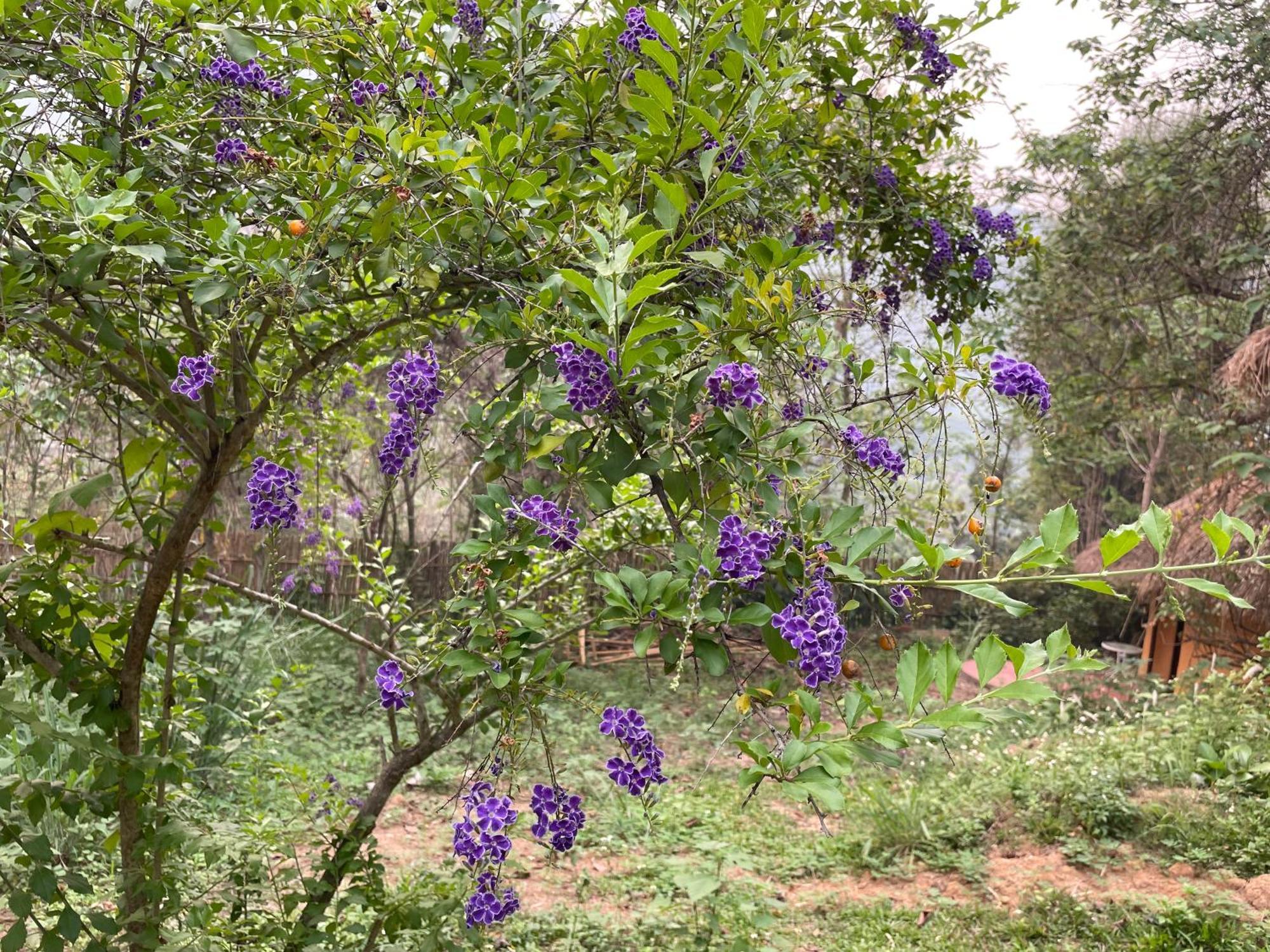 Chiang Dao Roundhouses Bagian luar foto
